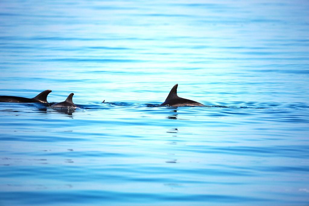 Moevenpick Resort El Sokhna Ain Sukhna Eksteriør bilde Spinner dolphins